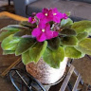 Meet your Posher, Do